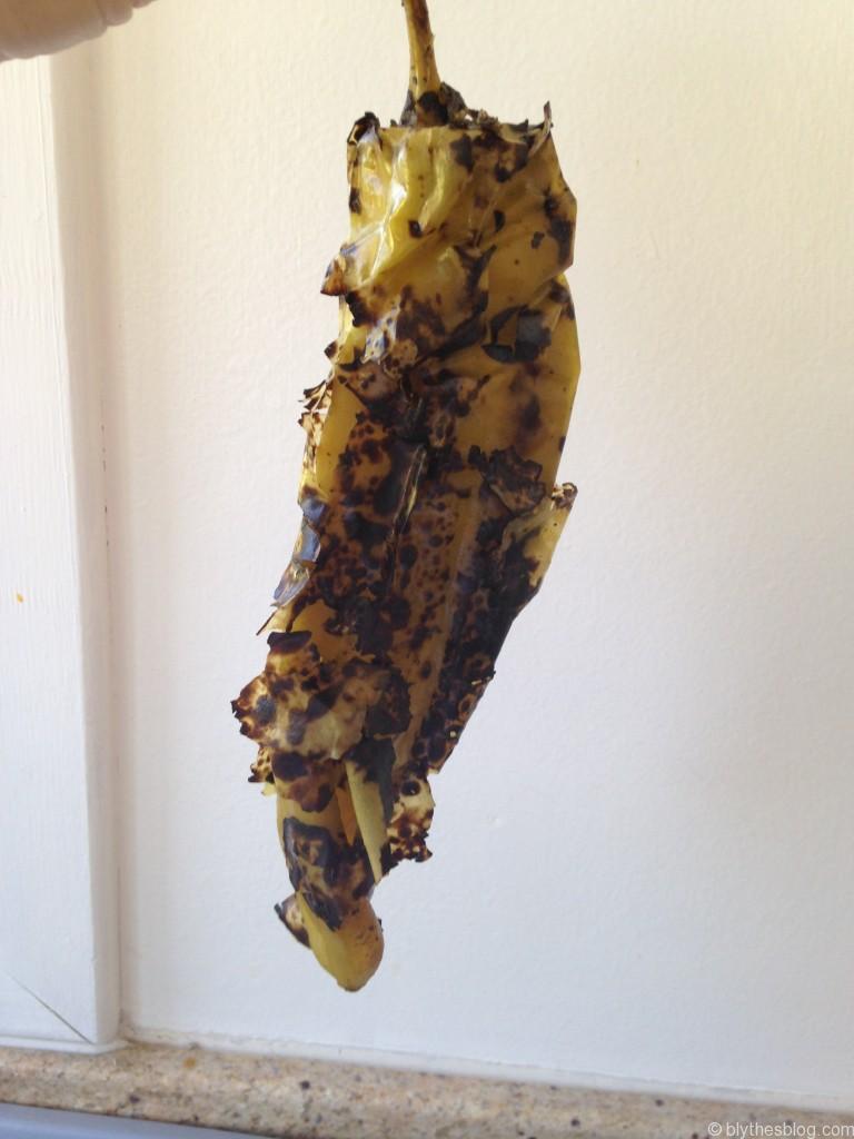 Behold the Hatch chili!